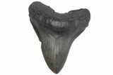 Massive, Fossil Megalodon Tooth - Foot Shark! #208537-1